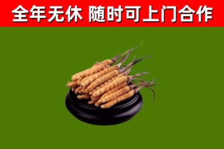 赫山区烟酒回收冬虫夏草.jpg